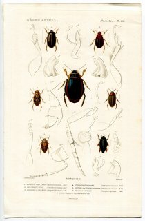 1836年 Cuvier 動物界 昆虫類 Pl.26 ゲンゴロウ科 ゲンゴロウダマシ科 コツブゲンゴロウ科 コガシラミズムシ科 ミズスマシ科など7種