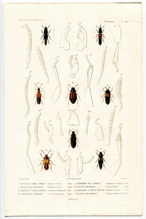1836年 Cuvier 動物界 昆虫類 Pl.28 ハネカクシ科 カワベハネカクシ属 マルクビハネカクシ属 ヨツメハネカクシ属など8種
