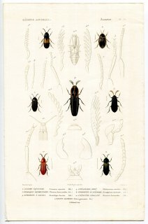 1836年 Cuvier 動物界 昆虫類 Pl.30 コメツキムシ科 ダエンマルトゲムシ科 ヒゲブトコメツキ科など7種
