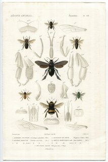 1836年 Cuvier 動物界 昆虫類 Pl.129 ミツバチ科 セイヨウオオマルハナバチ セイヨウミツバチなど5種