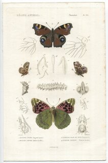 1836年 Cuvier 動物界 昆虫類 Pl.135 タテハチョウ科 パンドラヒョウモン クジャクチョウ アカマダラなど4種