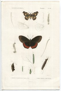 1836年 Cuvier 動物界 昆虫類 Pl.136 タテハチョウ科 テングチョウ アカヘリタテハ