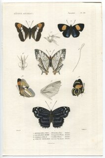 1836年 Cuvier 動物界 昆虫類 Pl.138 タテハチョウ科 イチモンジタテハ属 ウズマキタテハ属 ルリツヤタテハ属など4種 イシガケチョウ