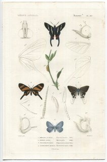 1836年 Cuvier 動物界 昆虫類 Pl.143 シジミタテハ科 オナガツバメシジミタテハ シジミチョウ科 モリノオナガシジミなど4種