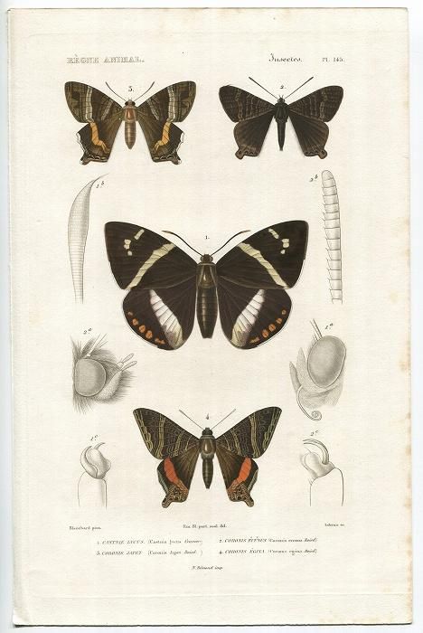 旧裏　極〜美品　キョウ秘伝、変わり身の術　カスミのなみだ　海外規制　微傷、白カケ 尼彦入道