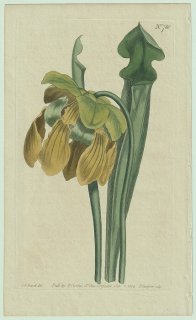 1804年 Curtis Botanical Magazine No.780 サラセニア科 サラセニア属 キバナヘイシソウ Sarracenia flava 食虫植物