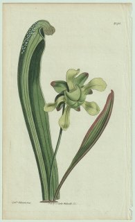 1815年 Curtis Botanical Magazine No.1710 サラセニア科 サラセニア属 Sarracenia variolaris 食虫植物