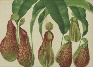 1882ǯ Linden L'Illustration Horticole Ƚ ĥܥ ĥܥ° NEPENTHES 2 ʪ