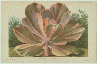 1883ǯ Linden L'Illustration Horticole ٥󥱥 ٥ꥢ° Echeveria var.decora ¿ʪ