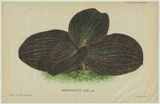 1883年 Linden L'Illustration Horticole ラン科 ドッシニア属 Anoectochilus lowi ジュエルオーキッド