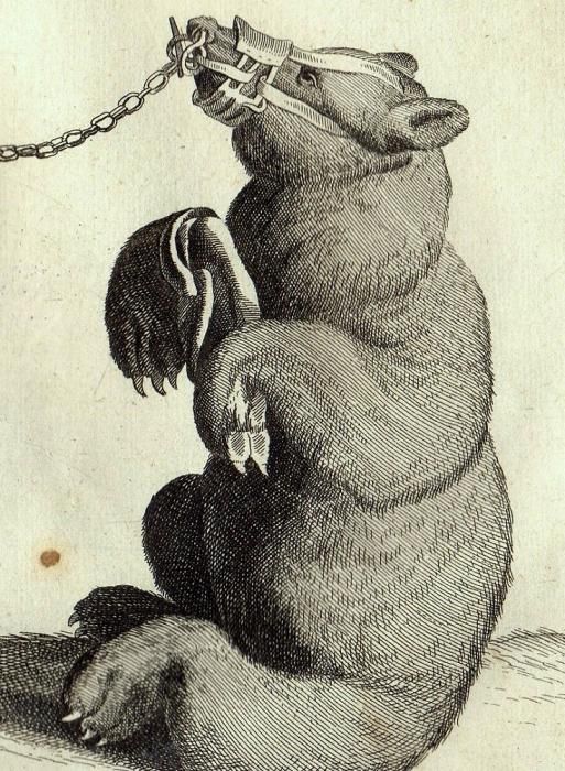 キツネの図版　フランス　アンティーク　版画　1880年　動物　博物画　額縁 キツネの図版フランスアンティーク版画1880年動物博物画額縁