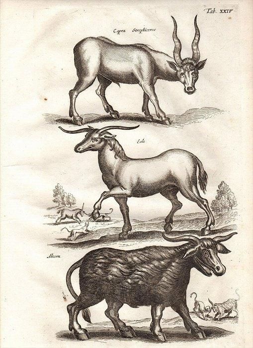 キツネの図版　フランス　アンティーク　版画　1880年　動物　博物画　額縁 132172900.jpg?cmsp_timestamp=