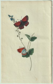 1798ǯ Donovan ѹʪ Pl.217 ߥ祦 ٥˥° Papilio hippothoe