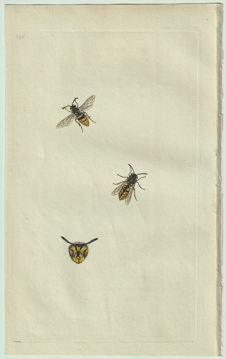 1798年 Donovan 英国昆虫博物誌 Pl.226 スズメバチ科 クロスズメバチ属 キオビクロスズメバチ Vespa vulgaris -  アンティークプリント 博物画 ボタニカルアートの通販サイト Spirito di Artigiano