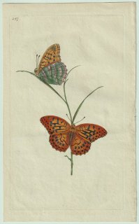 1798ǯ Donovan ѹʪ Pl.247 ƥϥ祦 ߥɥҥ祦° ߥɥҥ祦 Papilio paphia