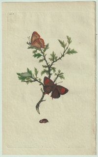 1798ǯ Donovan ѹʪ Pl.250 ߥ祦 祦᥹° 祦᥹ Papilio betulae