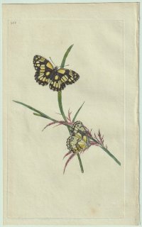1799ǯ Donovan ѹʪ Pl.258 ƥϥ祦 Υ° 衼åѥΥ Papilio galathea