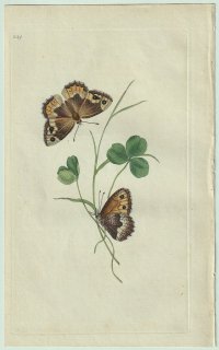 1799ǯ Donovan ѹʪ Pl.259 ƥϥ祦 ͥΥ° ޥ饿ͥΥ Papilio semele