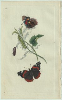 1799ǯ Donovan ѹʪ Pl.260 ƥϥ祦 ƥ° 衼åѥƥ Papilio atalanta