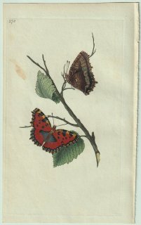 1799ǯ Donovan ѹʪ Pl.278 ƥϥ祦 ƥϥ祦° Papilio polychloros