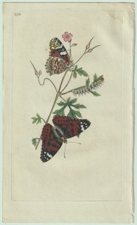 1800ǯ Donovan ѹʪ Pl.292 ƥϥ祦 ƥ° ҥᥢƥ Papilio cardui