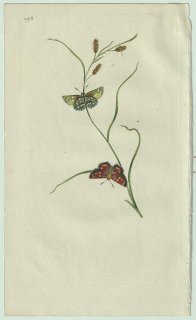 1800ǯ Donovan ѹʪ Pl.295 祦 ° Papilio comma