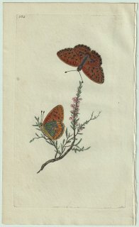 1800ǯ Donovan ѹʪ Pl.302 ƥϥ祦 ܥҥ祦° ܥҥ祦 Papilio aglaja