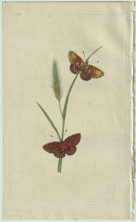1800ǯ Donovan ѹʪ Pl.312 ƥϥ祦 ܥꥢ° Papilio euphrosyne