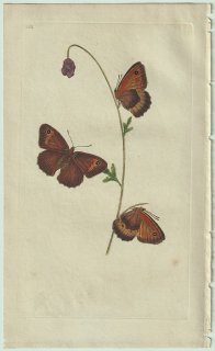 1800ǯ Donovan ѹʪ Pl.320 ƥϥ祦 ޥХΥ° ޥХΥ Papilio janira