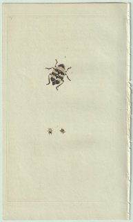 1806ǯ Donovan ѹʪ Pl.387 襳Х ץʥեǥ° Cicada bifasciata