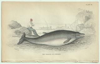 1837ǯ Jardine Naturalist's Library Ӯ Pl.12 ܥ ϥ° 衼åѥϥ THE DIODON or SOWERBY