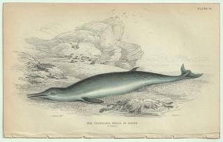 1837ǯ Jardine Naturalist's Library Ӯ Pl.14 ܥ ϥ° 衼åѥϥ