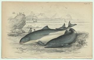 1837ǯ Jardine Naturalist's Library Ӯ Pl.19 ͥߥ륫 ͥߥ륫° ͥߥ륫 COMMON PORPOISE CAPE PORPOISE