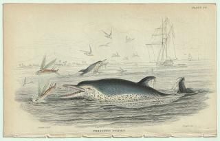 1837ǯ Jardine Naturalist's Library Ӯ Pl.24 ܥ ϥ° ֥ϥ PERNETTYS DOLPHIN
