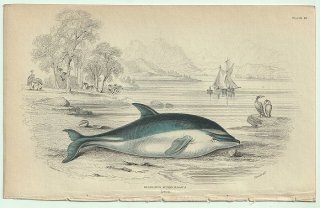 1837ǯ Jardine Naturalist's Library Ӯ Pl.26 ޥ륫 ޥ륫° ϥ饸ޥ륫 DELPHINUS SUPERCILIOSUS