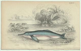 1837ǯ Jardine Naturalist's Library Ӯ Pl.29 ޥ󥫥磻륫 ޥ󥫥磻륫° ܥӥ磻륫 THE INIA