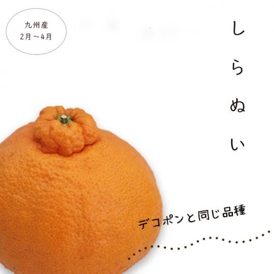 クール便発送】(ご家庭用)不知火(デコポンと同品種) 3kg 送料 クール便発送】(ご家庭用)不知火(デコポンと同品種) 3kg 送料
