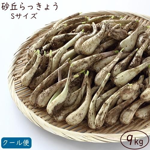 砂丘らっきょう Sサイズ 9kg 5月中旬より発送開始※砂除去