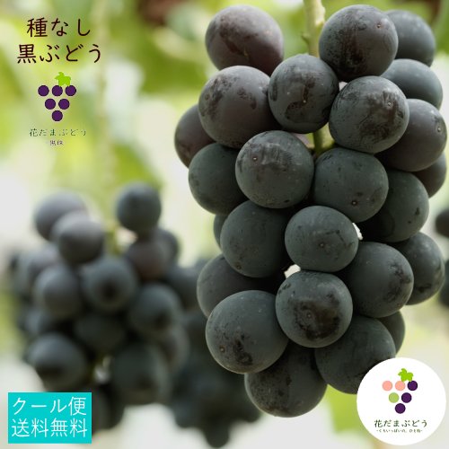 【予約・8月下旬】黒蜜輝(種なし・BKシードレス)１kg 送料無料 鹿児島県（収穫期間：8月下旬～９月初旬まで） -  おひさまとくだもの-鹿児島の小さな町のくだもの店-