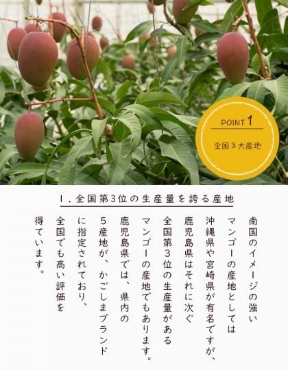 摘果マンゴー約5キロ 4~5月頃からの販売です】サラダ、ピクルスにも！沖縄産