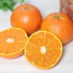 新品　鹿児島県のタンカンというミカンの苗です　3本 鹿児島県 タンカン ミカン 苗 3本 抜き苗 1311《2026年2月～3月配送