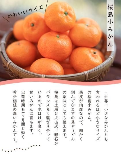 桜島小みかん1.5kg(ご家庭用)/鹿児島県産(12月初旬から発送 桜島小みかん1.5kg(ご家庭用)/鹿児島県産(12月初旬から発送