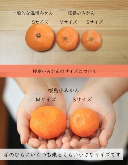 桜島小みかん1.5kg(ご家庭用)/鹿児島県産(12月初旬から発送 桜島小みかん1.5kg(ご家庭用)/鹿児島県産(12月初旬から発送