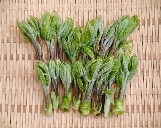 天然こしあぶら 飛騨高山の天然山菜通販 販売サイト さるぼぼ山菜便 天然こしあぶら 飛騨高山の天然山菜通販 販売サイト さるぼぼ山菜便