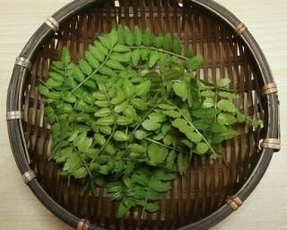 実山椒 花山椒 木の芽 - 飛騨高山の天然山菜通販・販売サイト 実山椒 花山椒 木の芽 - 飛騨高山の天然山菜通販・販売サイト