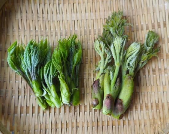 山菜の王様女王 食べ比べセット 飛騨高山の天然山菜通販 販売サイト さるぼぼ山菜便 山菜の王様女王 食べ比べセット 飛騨高山の天然山菜通販 販売サイト さるぼぼ山菜便
