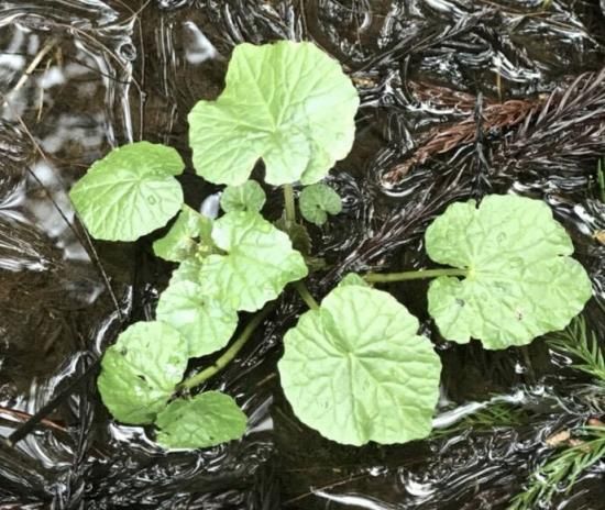 葉わさび 葉山葵 / - 飛騨高山の天然山菜通販・販売サイト