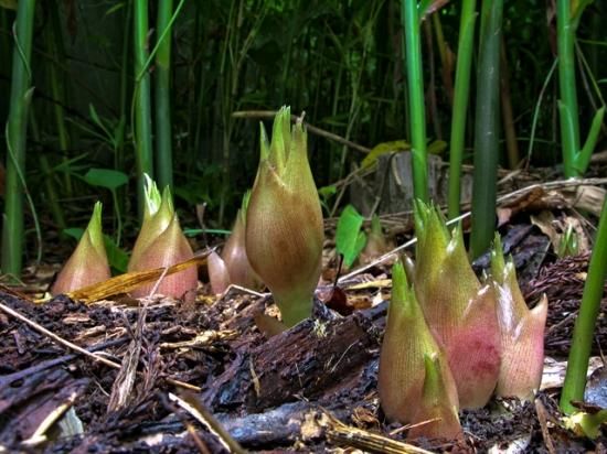 天然 茗荷 みょうが / - 飛騨高山の天然山菜通販・販売サイト