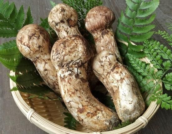 松茸 飛産 極上品 国産 飛騨高山の天然山菜通販 販売サイト さるぼぼ山菜便