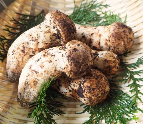 松茸 飛産 極上品 国産 / - 飛騨高山の天然山菜通販・販売サイト 松茸 飛産 極上品 国産 / - 飛騨高山の天然山菜通販・販売サイト